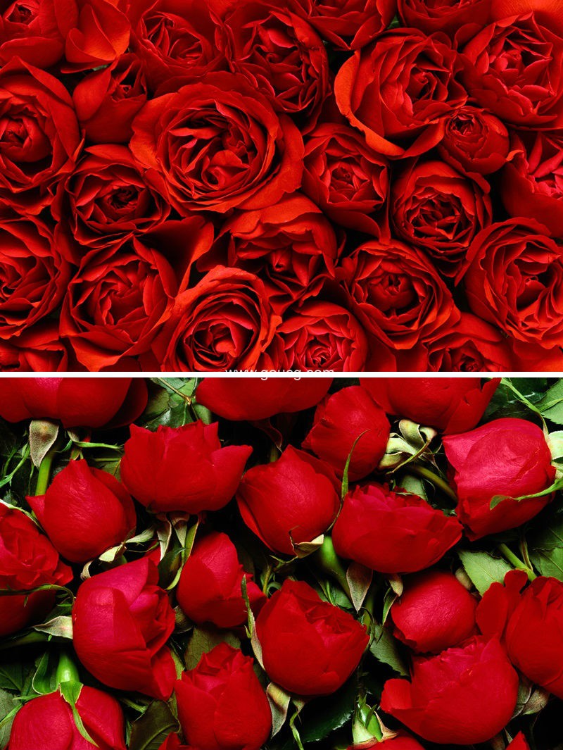 2张红色玫瑰平铺背景图片