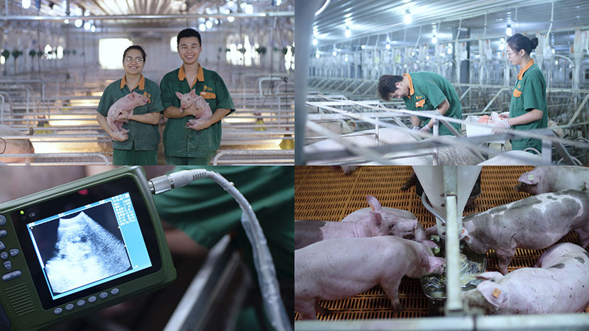 现代化养猪场数字化管理消毒疫苗猪场监控检测