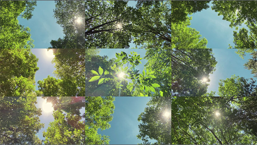 4K阳光透过树叶大合集、夏天阳光视频素材